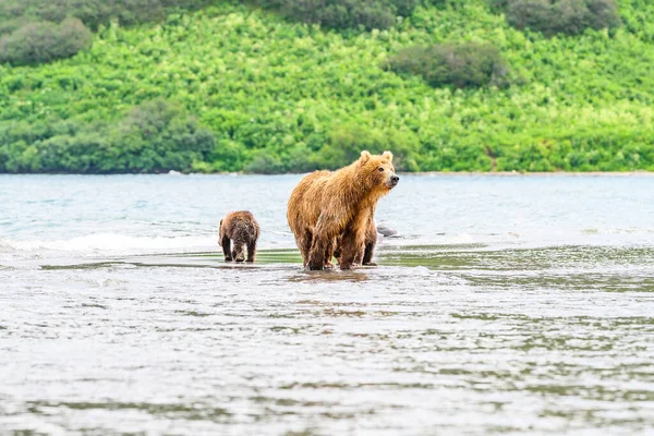 堪察加半岛的棕熊 Ursus Arctos Berπanus 统治着整个风景 — 图库照片