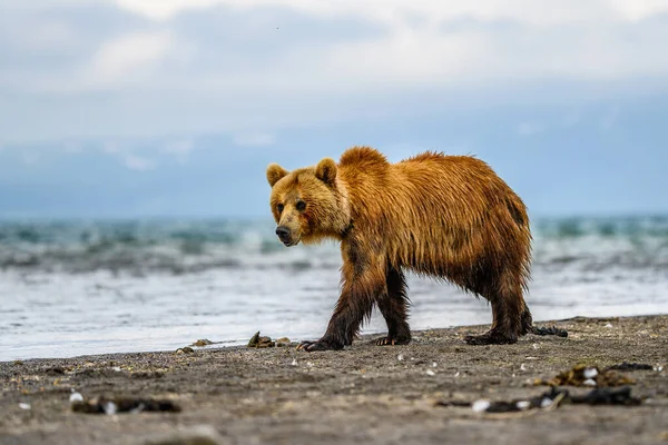 堪察加半岛的棕熊 Ursus Arctos Berπanus 统治着整个风景 — 图库照片