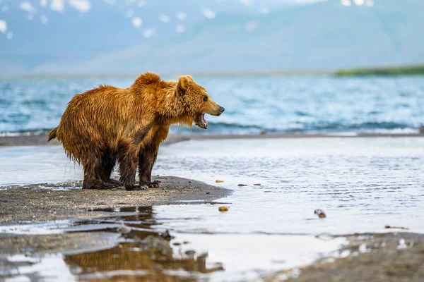 堪察加半岛的棕熊 Ursus Arctos Berπanus 统治着整个风景 — 图库照片