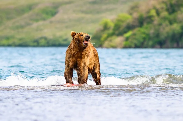 Gobernando Paisaje Osos Pardos Kamchatka Ursus Arctos Beringianus — Foto de Stock