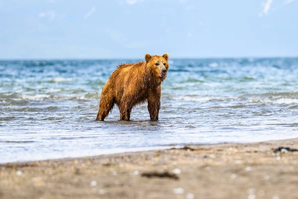 Governando Paisagem Ursos Pardos Kamchatka Ursus Arctos Beringianus — Fotografia de Stock