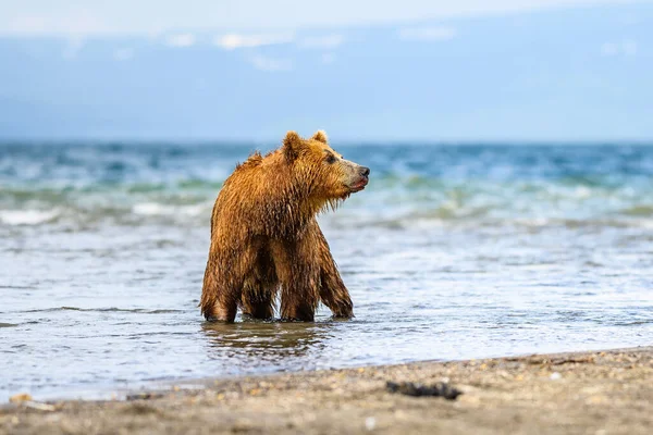 Rządzące Krajobrazem Niedźwiedzie Brunatne Kamczatki Ursus Arctos Beringianus — Zdjęcie stockowe