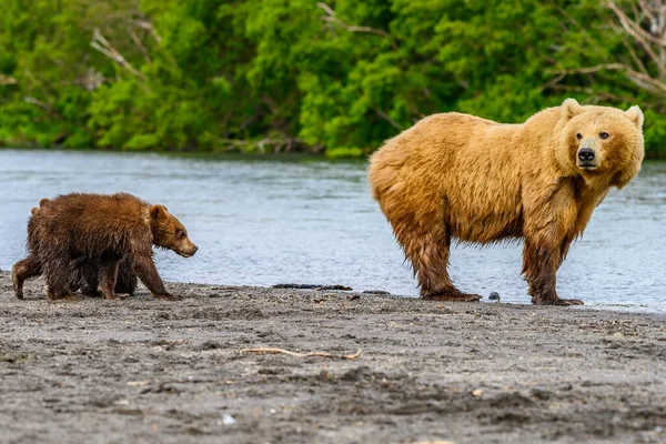 Governando Paisagem Ursos Pardos Kamchatka Ursus Arctos Beringianus — Fotografia de Stock