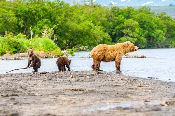 Gobernando Paisaje Osos Pardos Kamchatka Ursus Arctos Beringianus —  Fotos de Stock