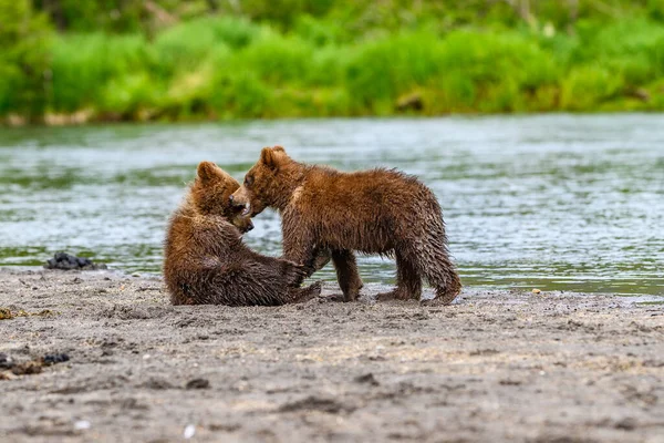 堪察加半岛的棕熊 Ursus Arctos Berπanus 统治着整个风景 — 图库照片