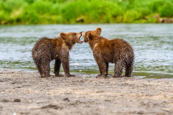 Gobernando Paisaje Osos Pardos Kamchatka Ursus Arctos Beringianus — Foto de Stock