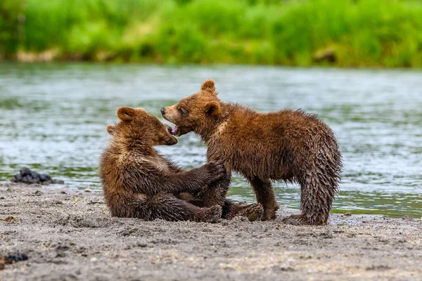 Gobernando Paisaje Osos Pardos Kamchatka Ursus Arctos Beringianus — Foto de Stock