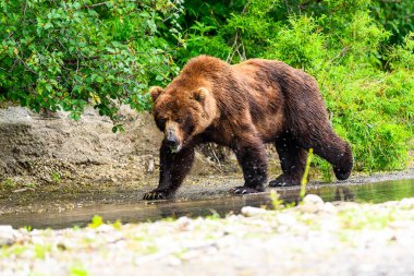 Topraklara hükmeden Kamçatka 'nın kahverengi ayıları (Ursus arctos beringianus)