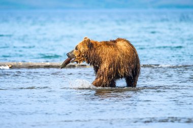 Topraklara hükmeden Kamçatka 'nın kahverengi ayıları (Ursus arctos beringianus)