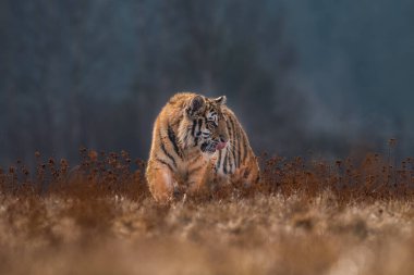 Sibirya Kaplanı kaçıyor. Bu görkemli hayvanın güzel, dinamik ve güçlü fotoğrafı. Bu inanılmaz hayvan için tipik bir ortam. Ağaçlar ve çayırlar