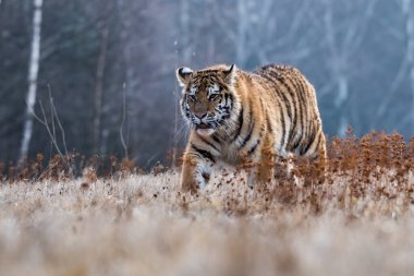 Sibirya Kaplanı kaçıyor. Bu görkemli hayvanın güzel, dinamik ve güçlü fotoğrafı. Bu inanılmaz hayvan için tipik bir ortam. Ağaçlar ve çayırlar