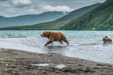 Topraklara hükmeden Kamçatka 'nın kahverengi ayıları (Ursus arctos beringianus)
