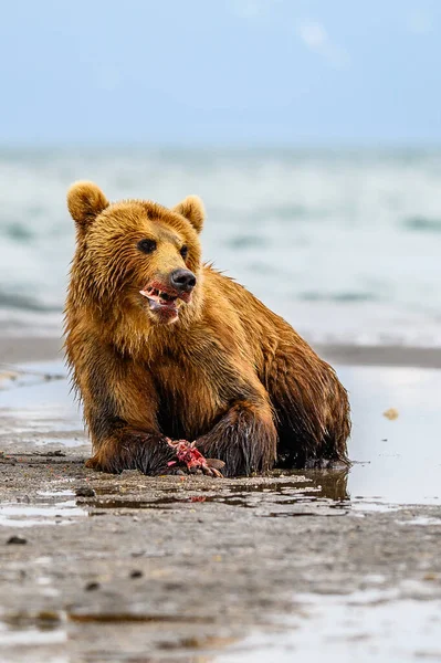 Vládnoucí Krajině Medvědi Hnědí Kamčatka Ursus Arctos Beringianus — Stock fotografie