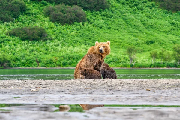 堪察加半岛的棕熊 Ursus Arctos Berπanus 统治着整个风景 — 图库照片