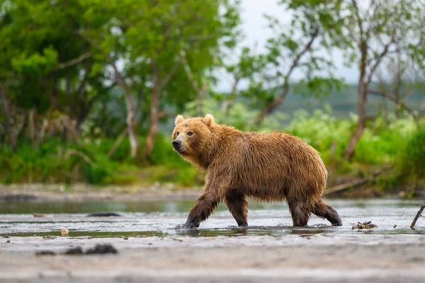 Governare Paesaggio Orsi Bruni Kamchatka Ursus Arctos Beringianus — Foto Stock