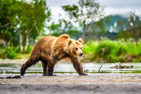 Κυβερνώντας Τοπίο Καφέ Αρκούδες Της Καμτσάτκα Ursus Arctos Beringianus — Φωτογραφία Αρχείου
