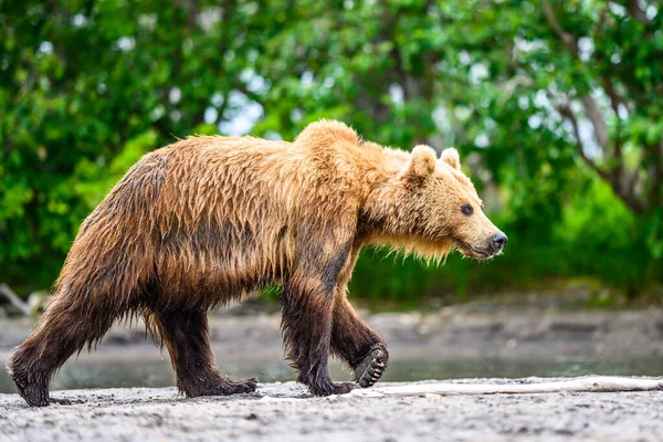 Topraklara Hükmeden Kamçatka Nın Kahverengi Ayıları Ursus Arctos Beringianus — Stok fotoğraf