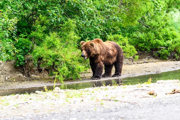 Topraklara Hükmeden Kamçatka Nın Kahverengi Ayıları Ursus Arctos Beringianus — Stok fotoğraf