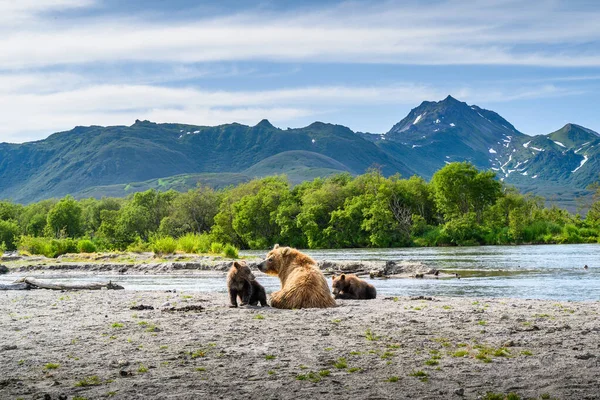 Uralkodó Táj Barna Medvék Kamchatka Ursus Arctos Beringianus — Stock Fotó