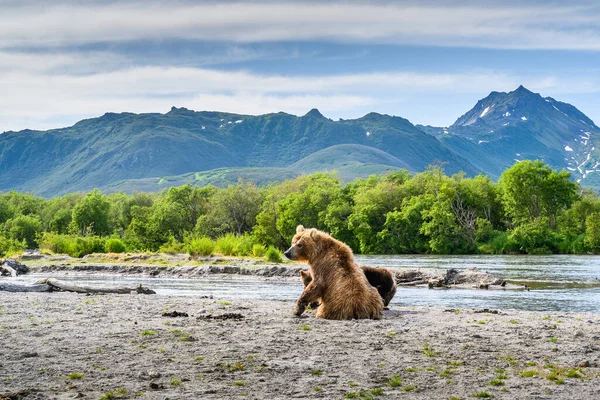 Gobernando Paisaje Osos Pardos Kamchatka Ursus Arctos Beringianus —  Fotos de Stock