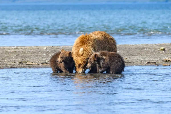 堪察加半岛的棕熊 Ursus Arctos Berπanus 统治着整个风景 — 图库照片