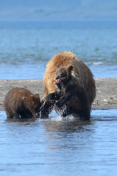 堪察加半岛的棕熊 Ursus Arctos Berπanus 统治着整个风景 — 图库照片