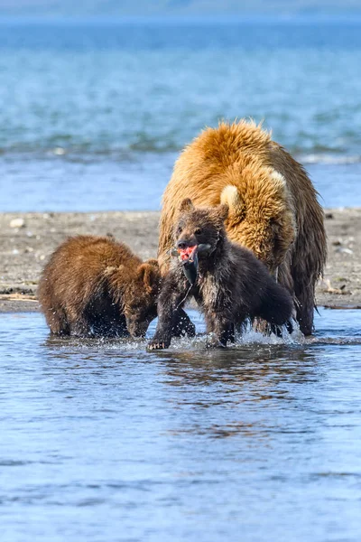 Gobernando Paisaje Osos Pardos Kamchatka Ursus Arctos Beringianus —  Fotos de Stock