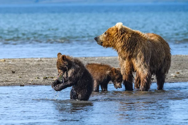 Härska Över Landskapet Bruna Björnar Kamchatka Ursus Arctos Beringianus — Stockfoto