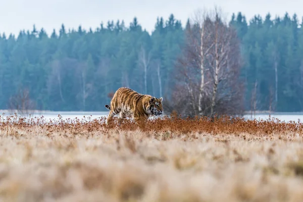 Tigre Siberiana Fuga Bella Dinamica Potente Foto Questo Maestoso Animale — Foto Stock