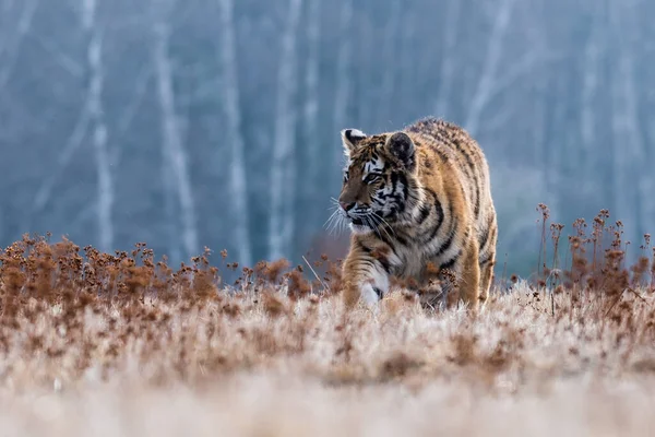 Tigre Siberiano Corriendo Hermosa Dinámica Poderosa Foto Este Majestuoso Animal — Foto de Stock