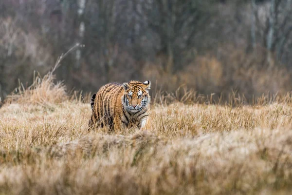 Tigre Siberiano Correndo Foto Bonita Dinâmica Poderosa Deste Animal Majestoso — Fotografia de Stock
