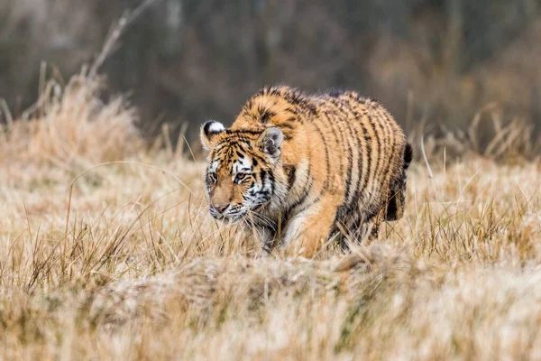 Sibirya Kaplanı Kaçıyor Görkemli Hayvanın Güzel Dinamik Güçlü Fotoğrafı Inanılmaz — Stok fotoğraf