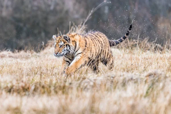 Sibirischer Tiger Läuft Wunderschönes Dynamisches Und Kraftvolles Foto Dieses Majestätischen — Stockfoto