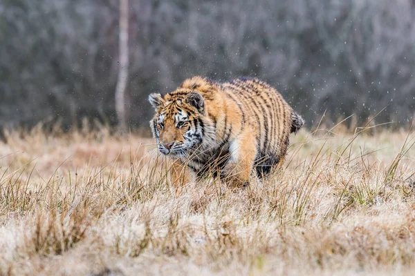 Sibirischer Tiger Läuft Wunderschönes Dynamisches Und Kraftvolles Foto Dieses Majestätischen — Stockfoto