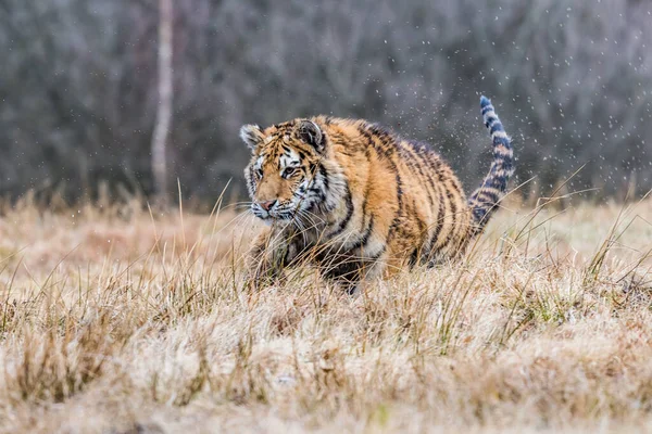 Σιβηρίας Τίγρης Τρέχει Όμορφη Δυναμική Και Ισχυρή Φωτογραφία Αυτού Του — Φωτογραφία Αρχείου