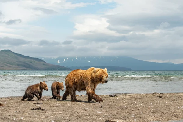 Gobernando Paisaje Osos Pardos Kamchatka Ursus Arctos Beringianus —  Fotos de Stock