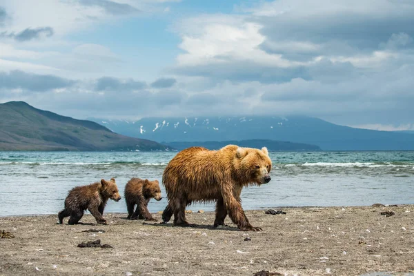 Gobernando Paisaje Osos Pardos Kamchatka Ursus Arctos Beringianus — Foto de Stock