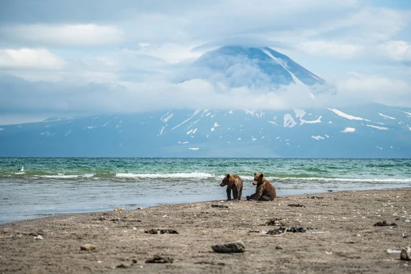 Topraklara Hükmeden Kamçatka Nın Kahverengi Ayıları Ursus Arctos Beringianus — Stok fotoğraf