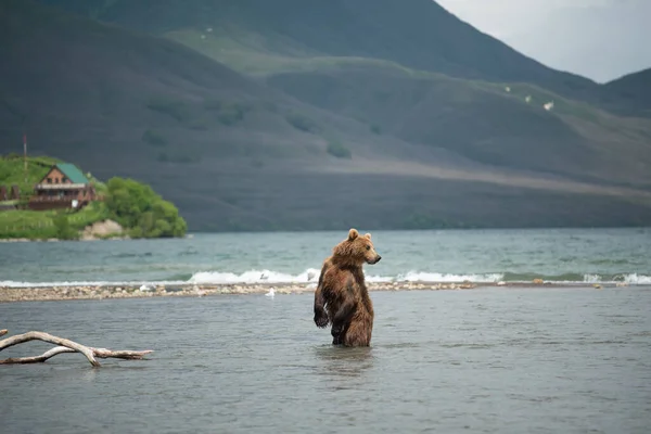 Ruling Landscape Brown Bears Kamchatka Ursus Arctos Beringianus — Stock Photo, Image