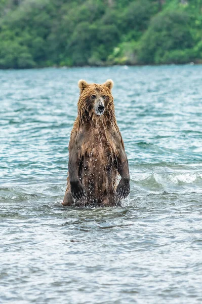 Gobernando Paisaje Osos Pardos Kamchatka Ursus Arctos Beringianus — Foto de Stock