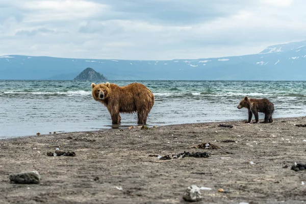 Gobernando Paisaje Osos Pardos Kamchatka Ursus Arctos Beringianus —  Fotos de Stock