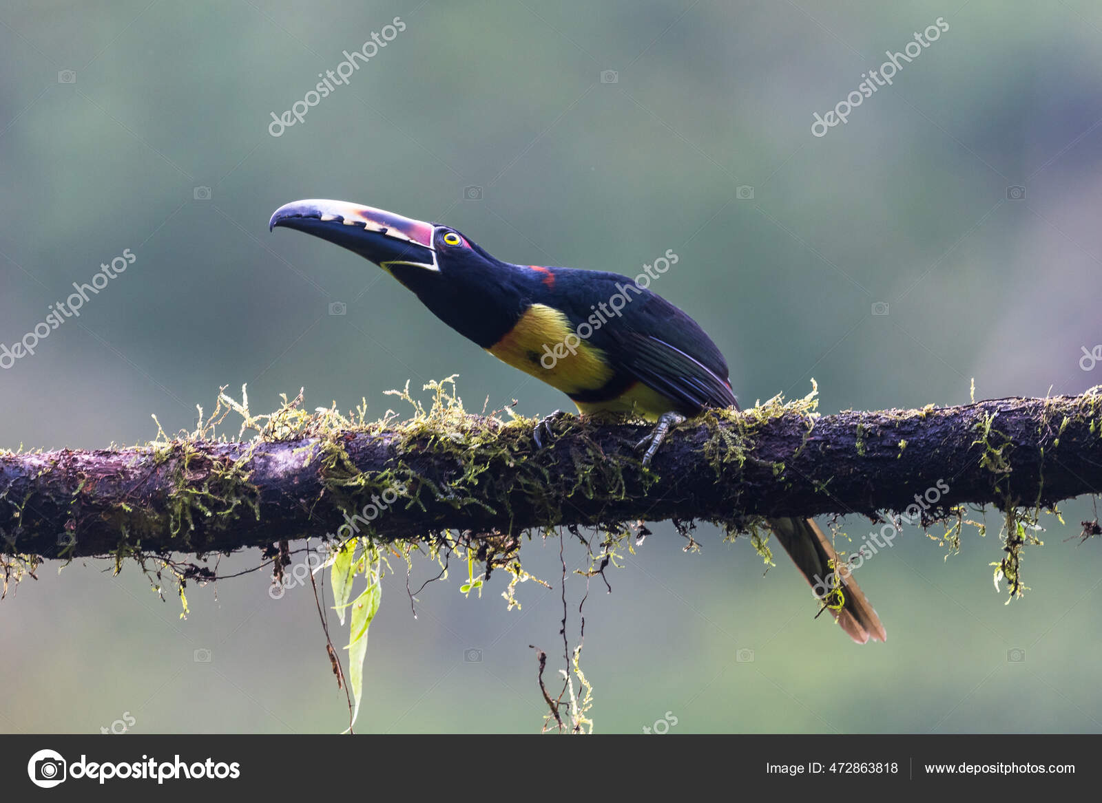 Guaina Colombia Big Amazing Mountain Mavicure Pajarito — Stock Photo
