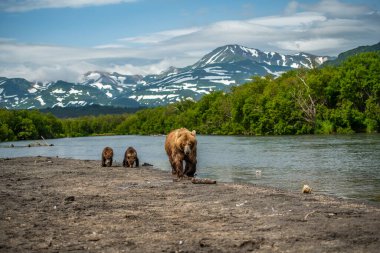 Topraklara hükmeden Kamçatka 'nın kahverengi ayıları (Ursus arctos beringianus)