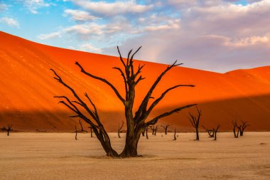 Ölü Camelthorn ağaç kırmızı tepeleri ve Deadvlei, Sossusvlei mavi gökyüzünde karşı. Namib-Naukluft Milli Parkı, Namibya, Afrika