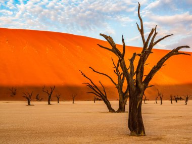 Ölü Camelthorn ağaç kırmızı tepeleri ve Deadvlei, Sossusvlei mavi gökyüzünde karşı. Namib-Naukluft Milli Parkı, Namibya, Afrika
