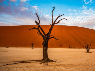 Ölü Camelthorn ağaç kırmızı tepeleri ve Deadvlei, Sossusvlei mavi gökyüzünde karşı. Namib-Naukluft Milli Parkı, Namibya, Afrika