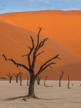 Ölü Camelthorn ağaç kırmızı tepeleri ve Deadvlei, Sossusvlei mavi gökyüzünde karşı. Namib-Naukluft Milli Parkı, Namibya, Afrika