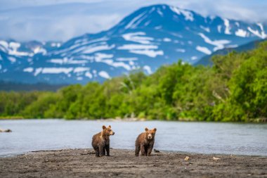 Topraklara hükmeden Kamçatka 'nın kahverengi ayıları (Ursus arctos beringianus)