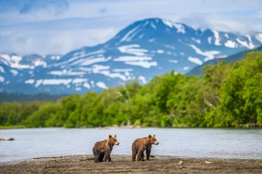 Topraklara hükmeden Kamçatka 'nın kahverengi ayıları (Ursus arctos beringianus)