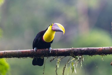 Yılan gagalı Toucan - Ramphastos sülfuratus, Kosta Rika ormanından çok renkli gagalı büyük renkli tukan.